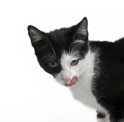 Black white color cat.