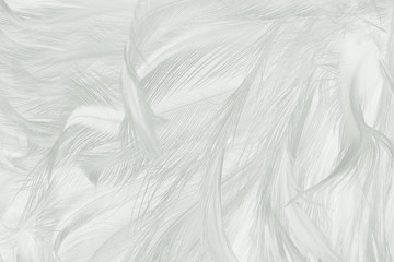 Obraz premium Beautiful white feather wool pattern texture background
