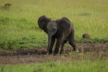 baby elephant on the savanah