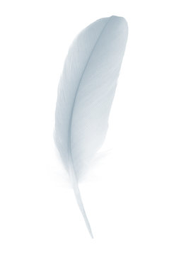 recommend clip art: Beautiful white , baby blue feather isolated on white background