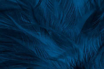 Closeup dark blue feather pattern texture background