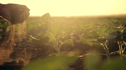 A farmer sitting in a green field, holds in his hands fertile soil In the sun at sunset. The agronomist checks the fertility of the soil. Agriculture concept