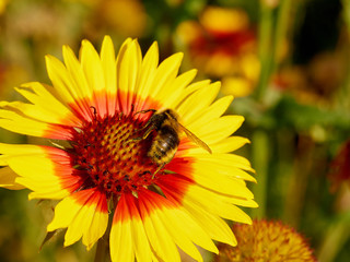 Image of beautiful flower and bee close-up