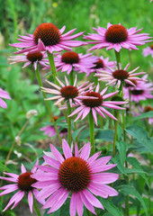 Obraz premium Bloom in nature echinacea purpurea