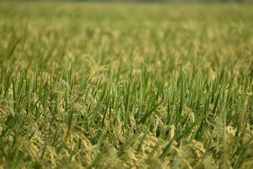 fresh and green paddy farming and cultivation, rice cultivation in india Golden spike in cornfield, Beautiful green paddy-field