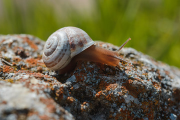 Landscape background- aged architecture