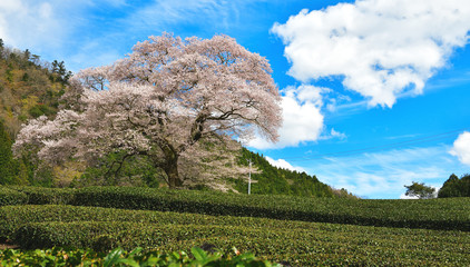 樹齢３００年　静岡県　牛代の水目桜