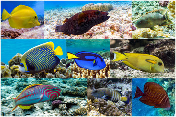 Beautiful tropical coral fish, coral - set - collage
