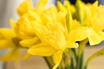 Obraz na płótnie Canvas Spring daffodils closeup. Bouquet of daffodils at home. Side view.