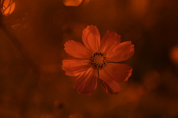  深夜の一輪の花4
