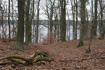 Waldlandschaft mit Bäumen, Laubboden und Totholz an einem Fluss