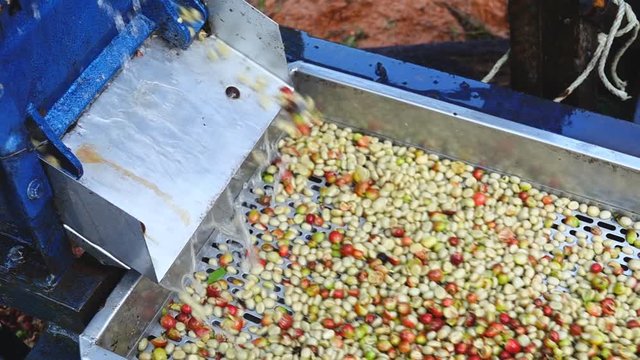 Coffee bean peeling machine with water, Fresh coffee beans milling in machine ,coffee process, Wet process with coffee beans recently ripe from trees.