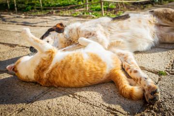 dog and cat play in the yard on a sunny day in winter. friendship between puppy and kitten. cat and dog game.