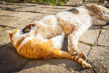 dog and cat play in the yard on a sunny day in winter. friendship between puppy and kitten. cat and dog game.