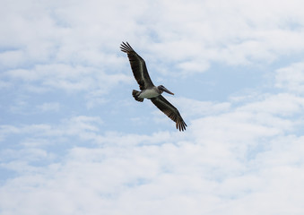 Pelican flying in the Caribbean sky. Isolated subject in the blue sky. Bird of the local fauna of Santo Domingo