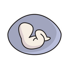 embryo