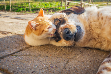 dog and cat play in the yard on a sunny day in winter. friendship between puppy and kitten. cat and dog game.