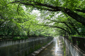 加賀橋付近の石神井川（東京都板橋区）