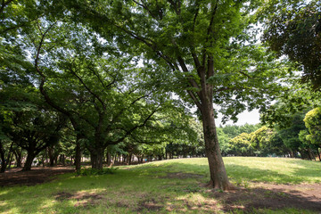 Fototapeta na wymiar 北区中央公園（東京都）