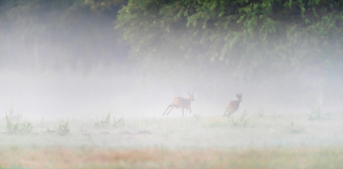 Roebuck chasing female deer in misty meadow.