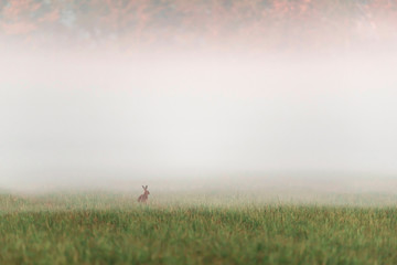 Naklejka na ściany i meble One hare sitting in misty meadow at sunrise.