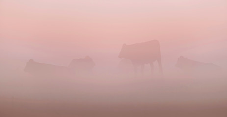 Cattle in meadow on misty morning.