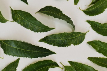 green leaf neem on white background