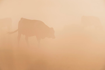 Fototapeta na wymiar Cows in meadow on misty morning.