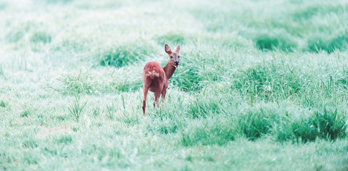 Grazing female roe deer in foggy pasture. Looking over shoulder.