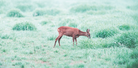 Female roe deer grazing in foggy pasture. Side view.