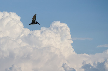 Pelican flying in the Caribbean sky. Isolated subject in the blue sky. Bird of the local fauna of Santo Domingo