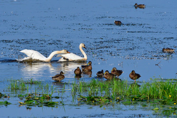 Kämpfende Höckerschwäne