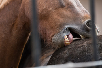 A horse bites another horse behind a fence.