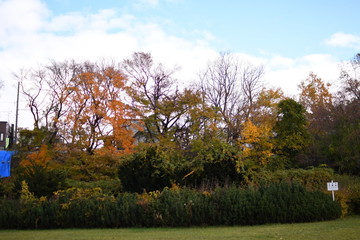 公園の紅葉3