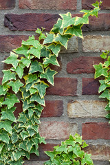 green ivy on brick wall