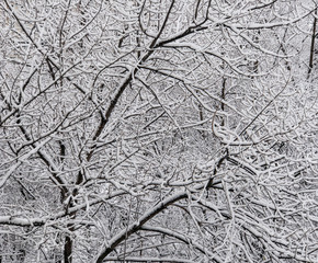 Winter texture of white snowy twigs, background, beautiful, beauty, branch, christmas, closeup, cold, covered, decoration, forest, frost, frosty, frozen, hoarfrost, ice, january, landscape, natural