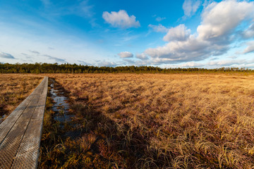 View on the wooden pathway on the typical Estonian bog at sunny winter day without snow. Dried yellow bog grass and pine forest at the background.