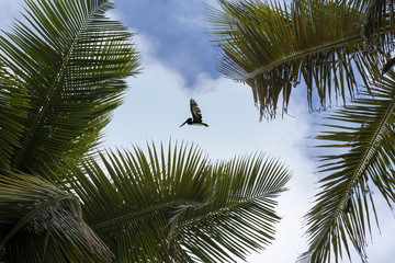 Pelican flying in the Caribbean sky. View between the coconut palm leaves. Bird of the local fauna...