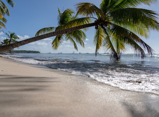 Caribbean beach with palm trees blue sea coral sand and blue sky. Tropical vacations to the...
