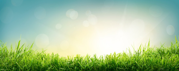 A natural spring garden background of fresh green grass with a bright blue sky and sun.