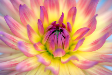 abstract background with flower