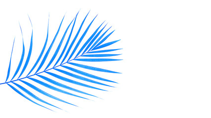 Fototapeta na wymiar Tropical palm leaf on trendy classic blue color background.