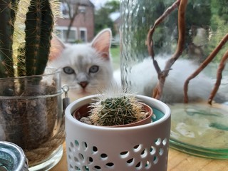 kitten and cactus
