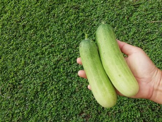 Cucumbers in human hand on a green background.