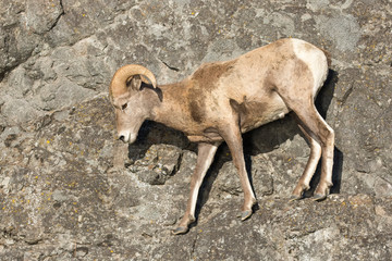 Bighorn ram on cliff face along Missouri River near Craig, MT