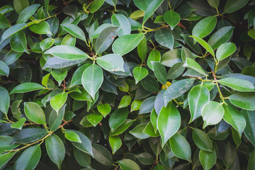 Fototapeta na wymiar Green nature leaf abstract background