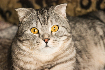 Portrait of grey scottish fold cat. Tabby  shorthair kitten. Big yellow eyes. A beautiful background for wallpaper, cover, postcard. Isolated, close up. Cats concept.