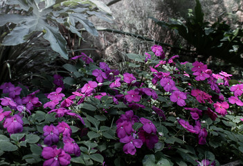 Impoatience flower plant. the plant is also known as bussy Lizzy and Touch-me-not
