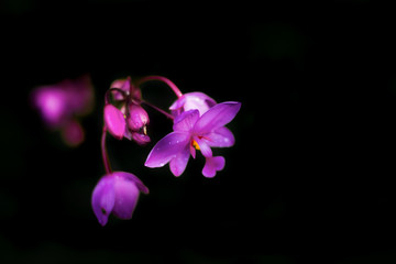 Fototapeta na wymiar Spathoglottis plicata,purple ground orchid on black background