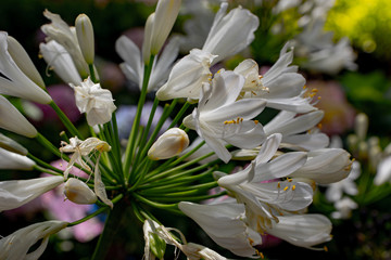 African lily, also called lily of the Nile (Agapanthus africanus).